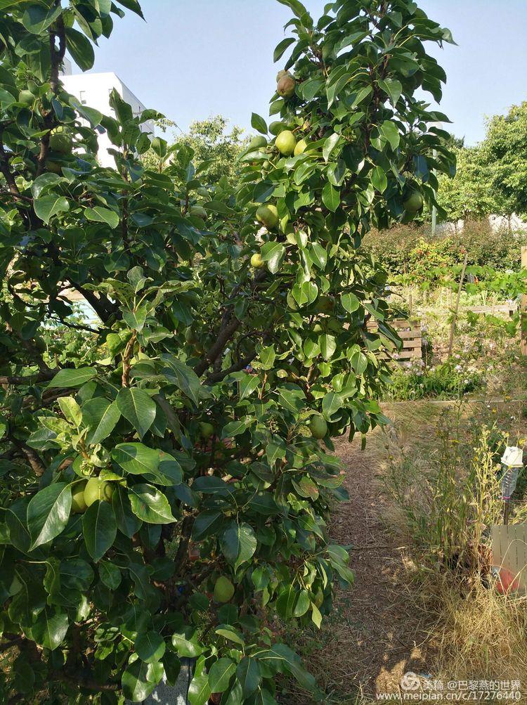 jardin34