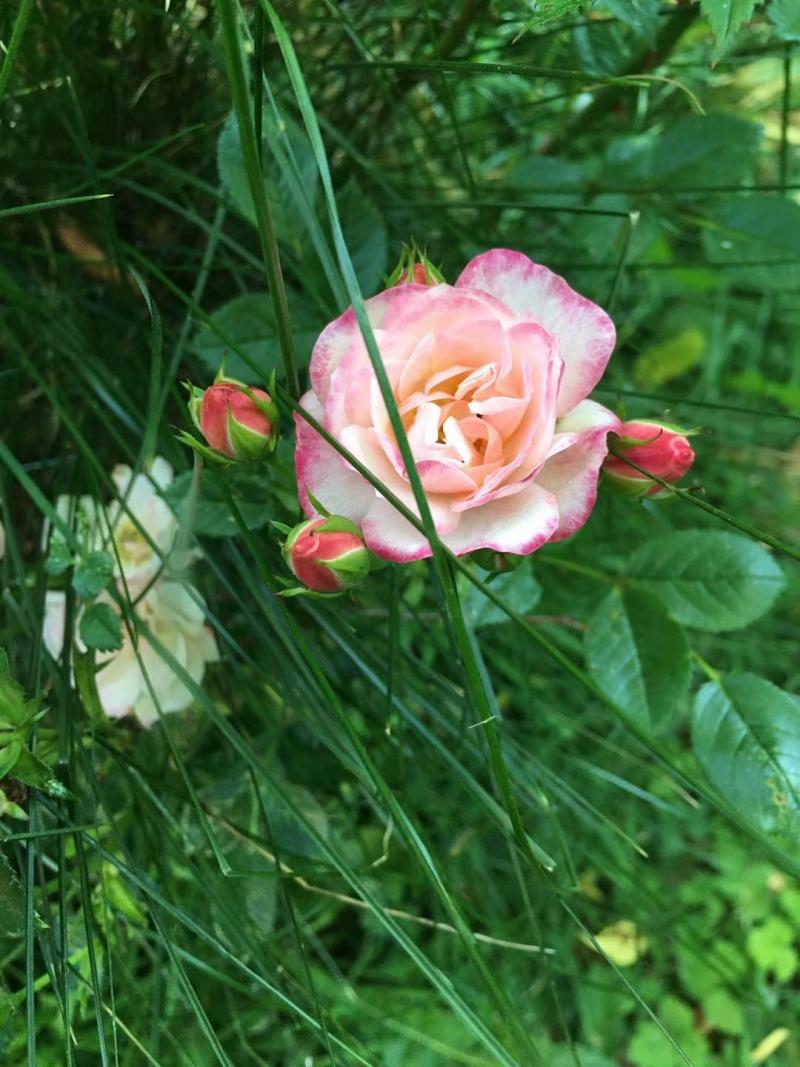fleur