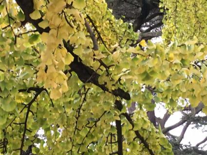 Automne